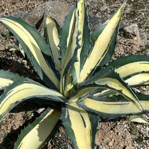 12アガベ アメリカーナ華厳黄中斑 、那智の輝 発根済みAgave americana var. medio picta 'Alba'の画像1