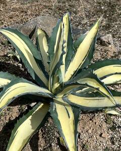 13アガベ　アメリカーナ華厳黄中斑 、那智の輝 発根済みAgave americana var. medio picta 'Alba'