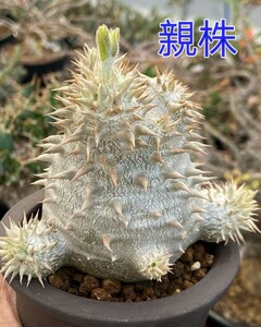 21塊根植物 パキポディウムデンシカウレ（恵比寿大黒）実生株