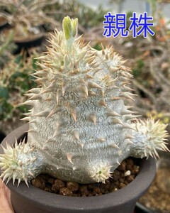 22塊根植物 パキポディウムデンシカウレ（恵比寿大黒）実生