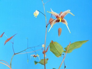 イカリ草交配改良種　C・珍品・花木・山野草