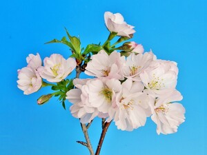 [八重山古志(ヤエヤマコシ)桜]　AA・珍品・花木・山野草