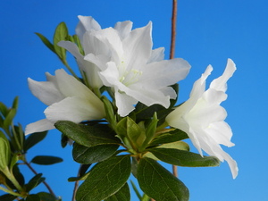 二重咲.青軸.純白花　山ツツジ改良　B・珍品・花木・山野草