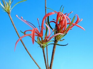 濃紅糸弁～桃朱紅花モチツツジ[錦孔雀]　B・珍品・花木・山野草