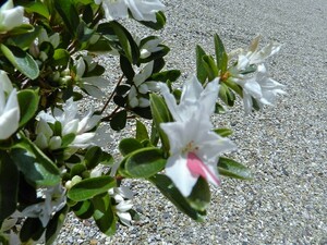 純白花(所々に朱紅絞り)ツツジ　・珍品・花木・山野草