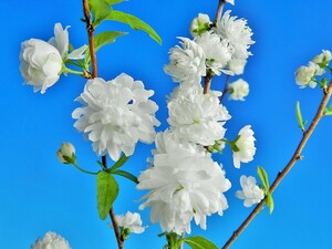 純白花 八重咲　[庭桜]ニワサクラ　B・珍品・花木・山野草