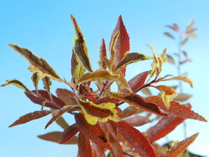 斑入(黄三光覆輪.葉辺コンペ)紅(紅葉)スモモ　果実は食用可　・珍品・花木・山野草