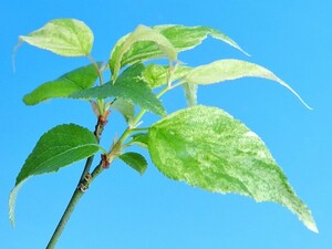 斑入(乳白曙～白散掃込) サツマ野梅　・珍品・花木・山野草