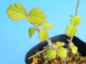 斑入り(黄金葉.小葉性)　ガマズミ　・珍品・花木・山野草