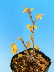 斑入(黄金葉　赤実)　ヤブサンザシ　・珍品・花木・山野草