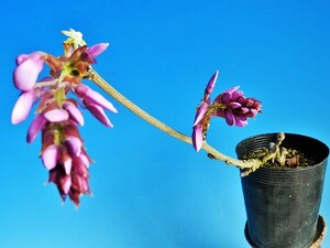 [花 藤] Ａ・珍品・花木・山野草