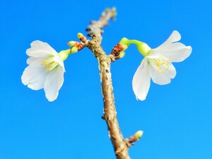 青軸.純白花　キンキマメザクラ　・豆桜・珍品・花木・山野草