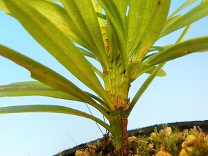 綴化(扁平)枝 イヌマ[扇 槇]　・珍品・花木・山野草