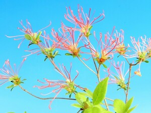 糸弁シベ咲 山ツツジ[金シベ]　A・珍品・花木・山野草