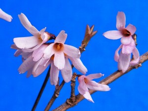 ウチワの木(桃花系)　B・珍品・花木・山野草・お茶花