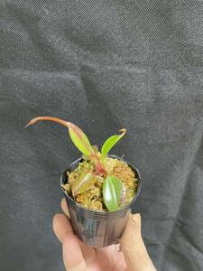 Nepenthes edwardsiana Tambuyukon seed grown ネペンテス　 食虫植物