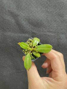 Nepenthes edwardsiana Tambuyukon seed grown ネペンテス　 食虫植物