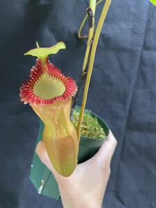 Nepenthes ×harryana Tambuyukon ネペンテス　 食虫植物