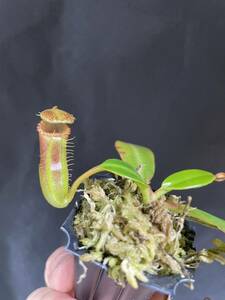 Nepenthes edwardsiana Tambuyukon seed grown ネペンテス　 食虫植物