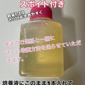 メダカ 針子 稚魚の餌に！！ ビネガーイール 種水　通常の1.3倍量82mlボトル培養液　今だけスポイト付き