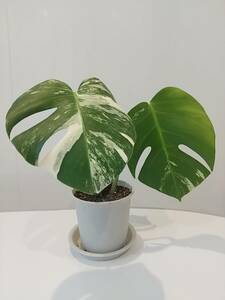 . entering monstera, white Tiger height approximately 20cm