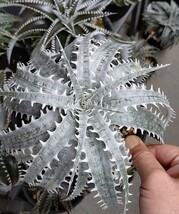 【Dyckia】'North Star' Otto Bromeliad Hybrid　ディッキア　子株　発根済み　下葉カット_画像1