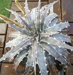 【Dyckia】ディッキア 'The Classic One' 子株 発根管理中