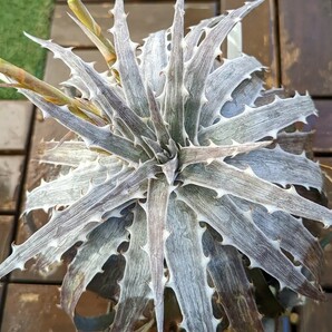 【Dyckia】ディッキア 'The Classic One' 子株 発根管理中の画像1