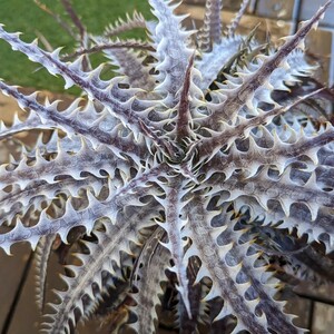 【Dyckia】ディッキア ‘Freddy Kruger’ × ‘Little Wing’Otto Bromeliad Hybrid 2024.04.14採取