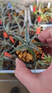 【Dyckia】ディッキア ’Purple Red Silver‘ 子株　発根管理中