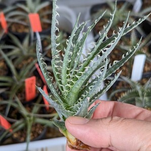 【Dyckia】ディッキア ‘Freddy Kruger’ × ‘Little Wing’Otto Bromeliad Hybrid 2024.04.14採取の画像3