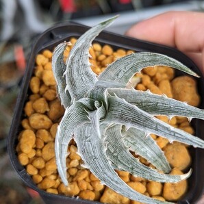 【Dyckia】ディッキア 'The Classic One' 子株 発根管理中の画像4