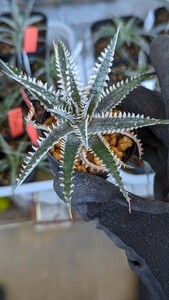 【Dyckia】ディッキア ’Purple Red Silver‘ 子株　発根管理中