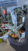 【Dyckia】‘Quantum’ Bill Baker Hybrid　ディッキア　子株　発根済_画像2