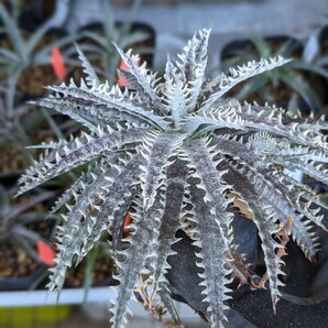 【Dyckia】Briar Patch × goehringii ディッキア 発根済みの画像5