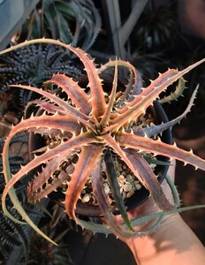 [Dyckia]ti Kia Dyckia 'Samed Rtp' (Andaman)Bromeliad Cultivar Register (11438). stock 2024.04.14. taking 