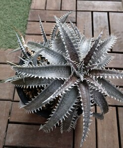 【Dyckia】‘Quantum’ Bill Baker Hybrid　ディッキア　子株　発根済