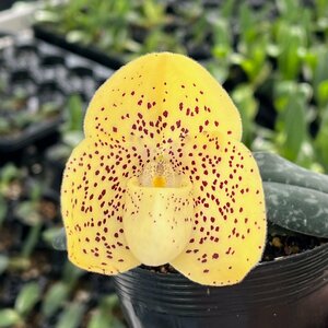 洋蘭 パフィオ 原種　Paph wenshanense 花付き　IH⑦