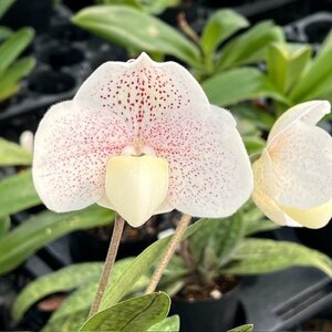 洋蘭 パフィオ Paph ブラキ整形初花2輪咲き