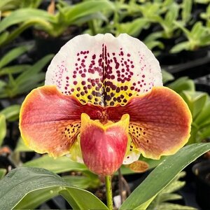 洋蘭 パフィオ Paph 最新点花の初花