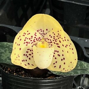 洋蘭 パフィオ 原種　Paph wenshanense 花付き　IH③