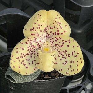 洋蘭 パフィオ 原種　Paph wenshanense 花付き　MH①