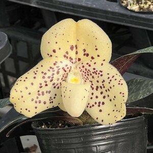 洋蘭 パフィオ 原種　Paph wenshanense 花付き　MH③