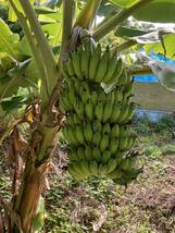 銀バナナの苗とオマケで銀バナナ、ドワーフナムワのバナナ実、合計5本_画像5