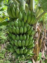 ドワーフナムワの苗１本とオマケで銀バナナ、ドワーフナムワのバナナ実、合計5本_画像3