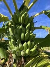 ドワーフナムワの苗１本とオマケで銀バナナ、ドワーフナムワのバナナ実、合計5本_画像4