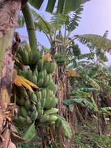 【子株付き♪】烏龍蕉バナナ(黄金蕉)の苗1本台湾品種とオマケで銀バナナ、ドワーフナムワのバナナ実、合計5本 _画像6