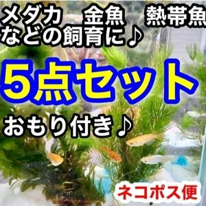 天然　水草5点セット　【おもり5個付き】　アナカリス　ミリオフィラム　アカウキクサ　めだか　　産卵床　　アマゾンフロッグピット 