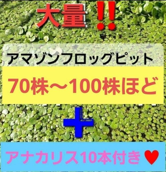 無農薬　アマゾンフロッグピット　大量70株～100株！　おまけで　アナカリス10本プレゼント　&　アカウキクサプレゼント☆