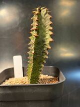 Euphorbia canariensis ユーフォルビア カナリエンシス 墨キリン 墨麒麟 実生苗 多肉植物_画像1